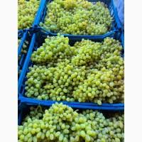 виноград киш-миш