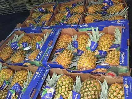 ананас голд