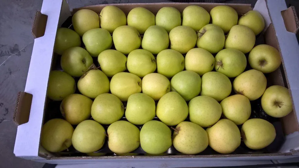 яблоко гольден