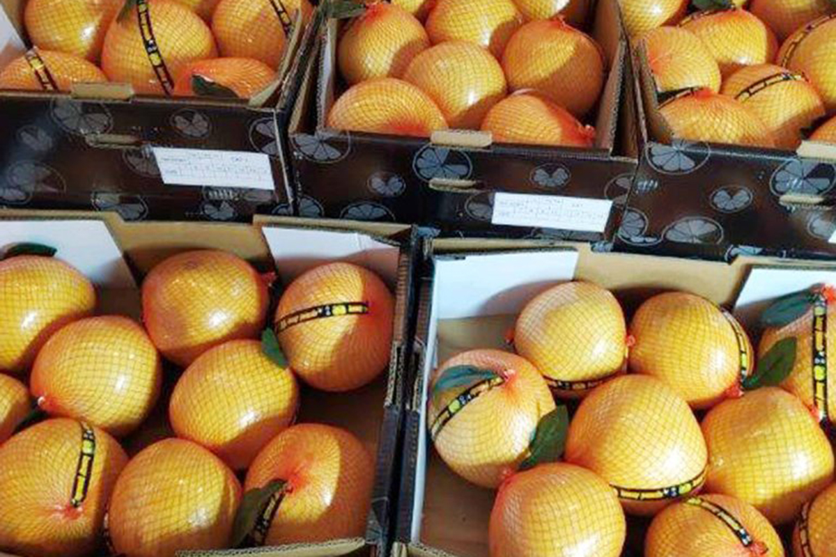 дыня желтая