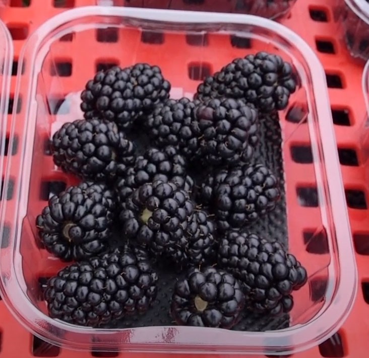 ежевика коррекс 250гр