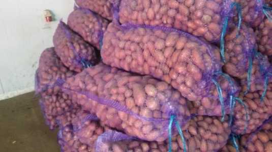 картофель красный мытый