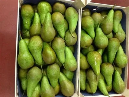 груша конференц