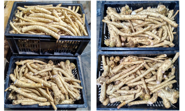 хрен корень