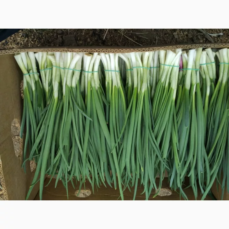 лук зеленый весовой