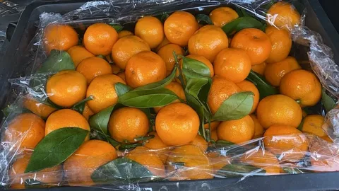 мандарин ветка