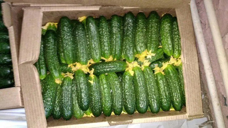 огурец кураж