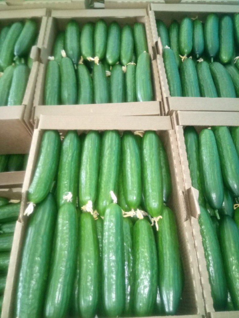 огурец гладкий длинный