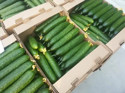 огурец гладкий длинный