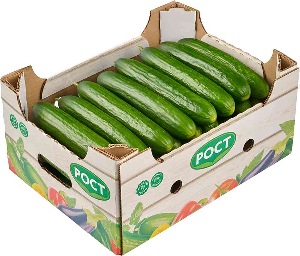 огурец гладкий средний