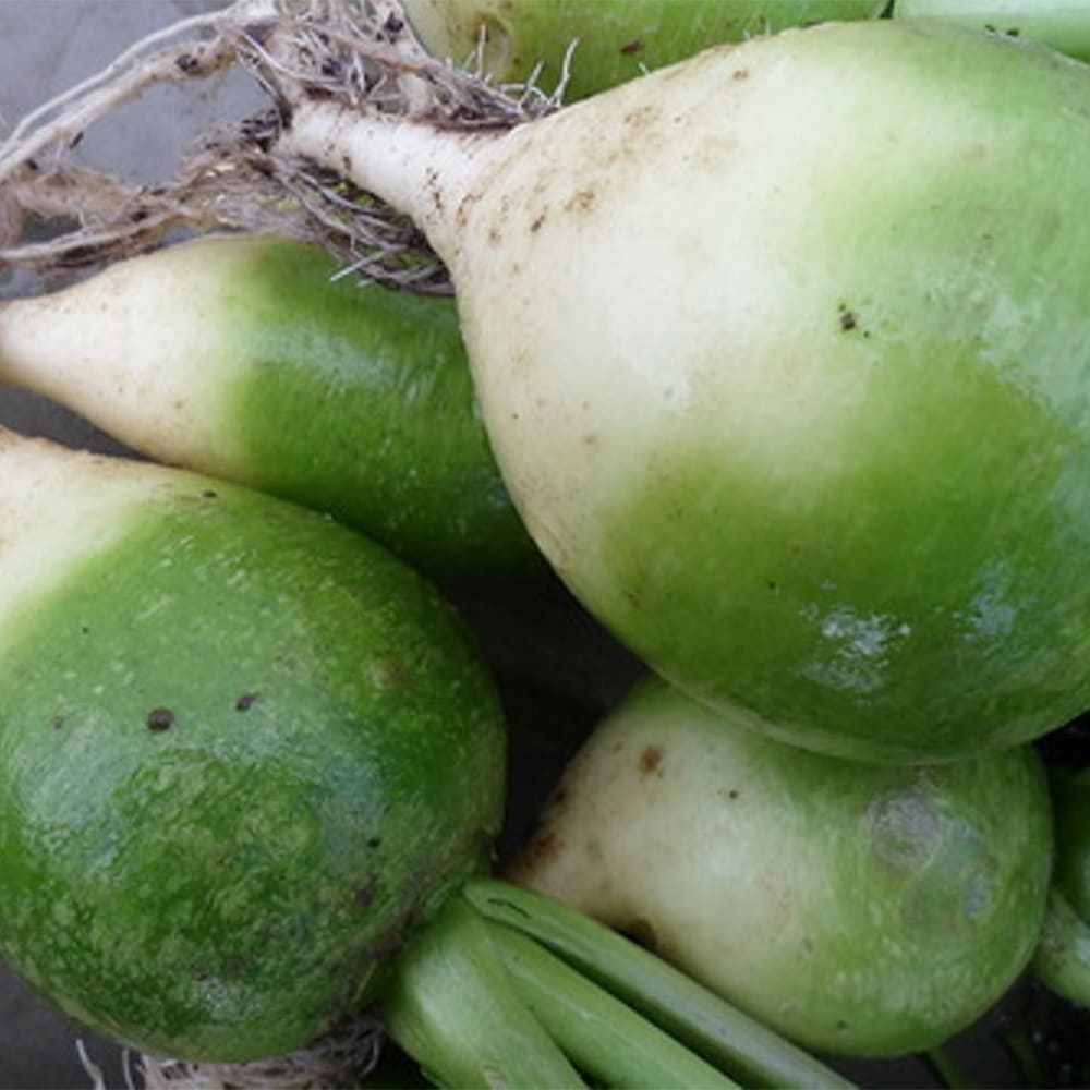 редька маргеланская зеленая