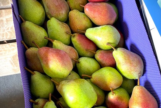 груша санта мария