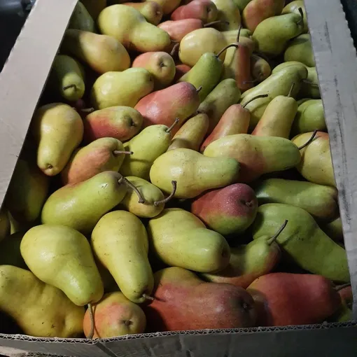 груша санта мария