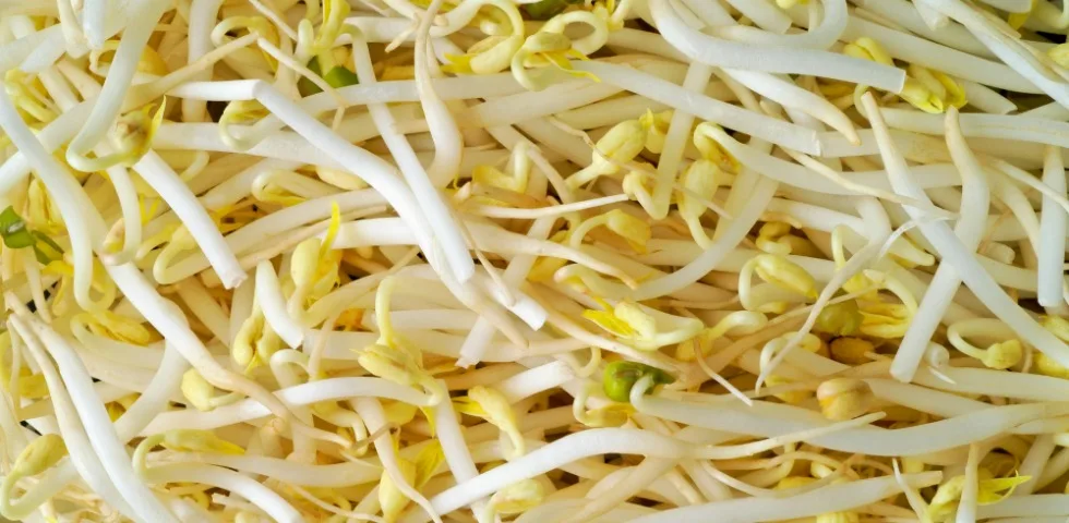 проростки сои