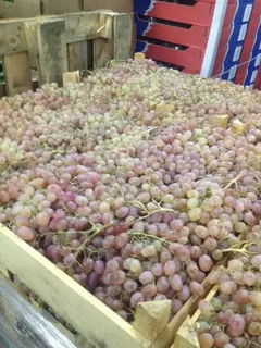 виноград тайфи