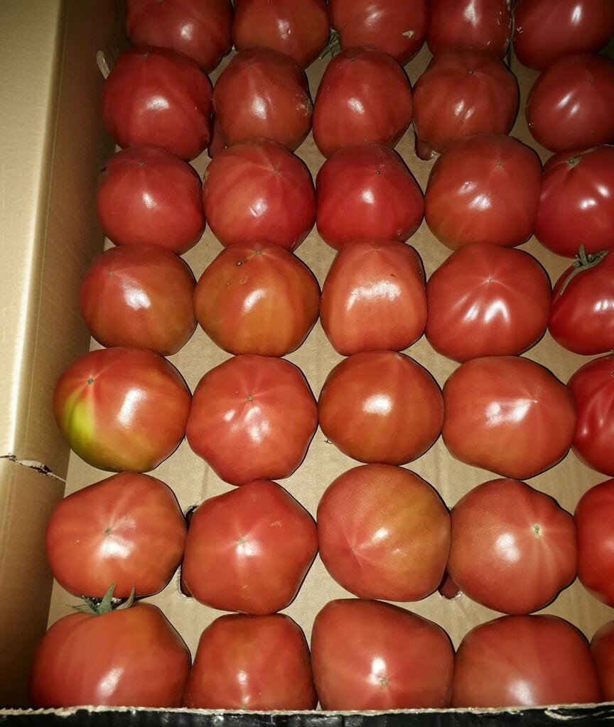 томат розовый