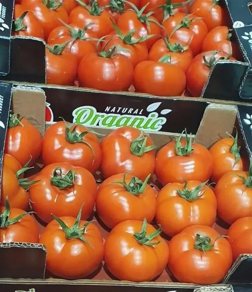 томат турция