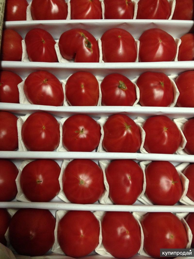 томат розовый узбек