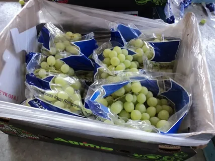 виноград томсон