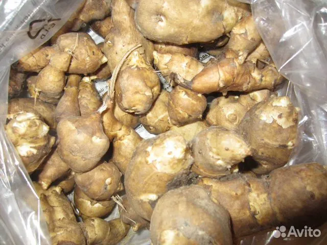 топинамбур