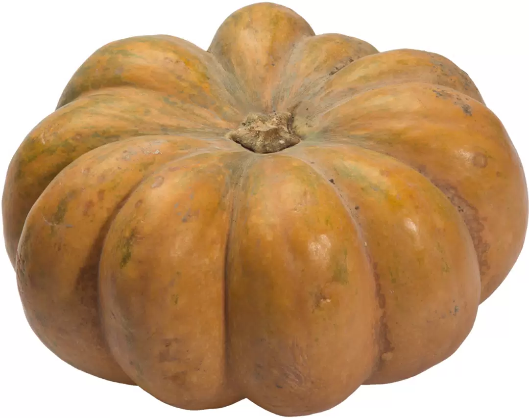 тыква круглая