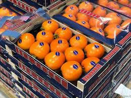 хурма сорт испанский