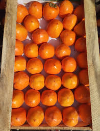 хурма королек