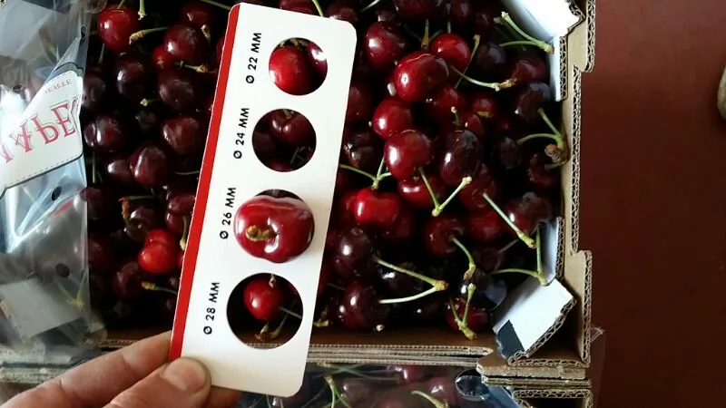 черешня черная