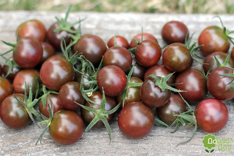 томат черри кумато
