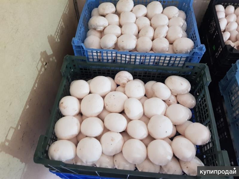 шампиньоны средние